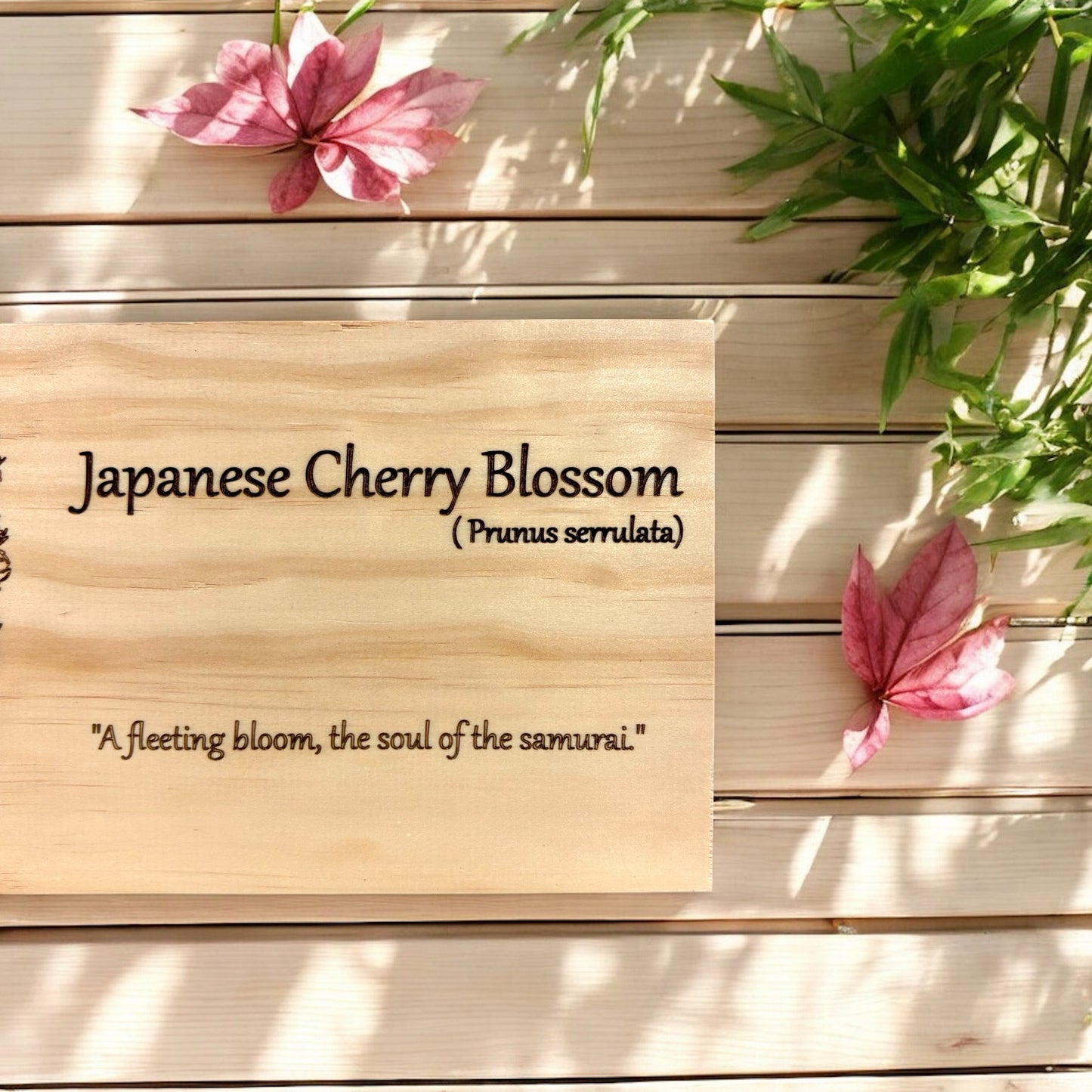 Japanese Cherry Blossom